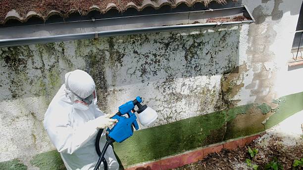 Trusted Basement Mold Remediation service in Arrington, TN - Cheap Mold Removal